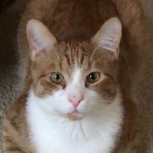 Meet your Posher, Carissa